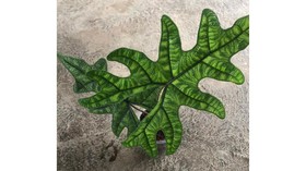 Alocasia Jacklyn, Tanaman Hias Aroid Asli Indonesia