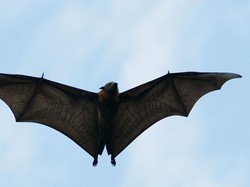 Kelelawar Pembawa Virus Mirip COVID-19 Ditemukan di Thailand
