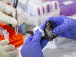 Virus Nipah Berpotensi Jadi Pandemi-Masuk ke RI