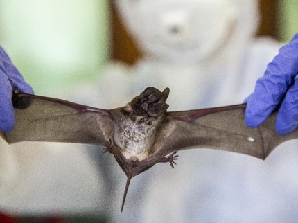 Virus Nipah Mewabah di India, Kenali Penyebab, Gejala & Cara Hentikan Penularannya