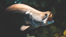 Ikan Belida Lopis Jawa Dinyatakan Punah