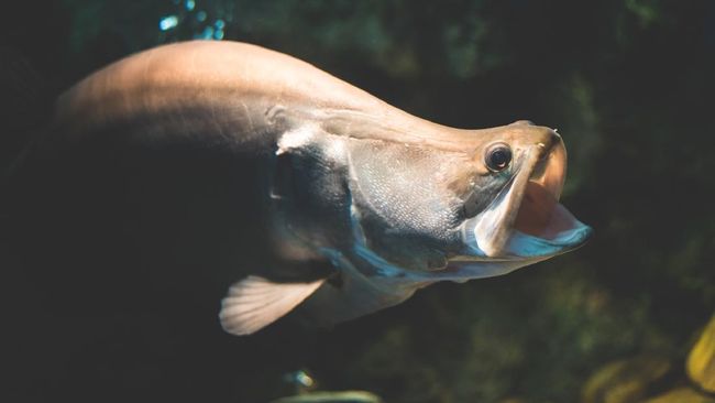 Fakta Ikan Belida Lopis Jawa, Endemik RI yang Kini Punah Ikan endemik Indonesia spesies Chitala lopis atau biasa juga disebut sebagai Belida Lopis Jawa dinyatakan punah.