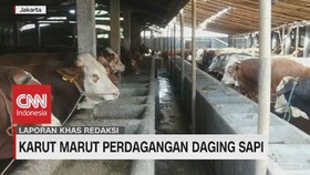 VIDEO: Karut Marut Perdagangan Daging Sapi