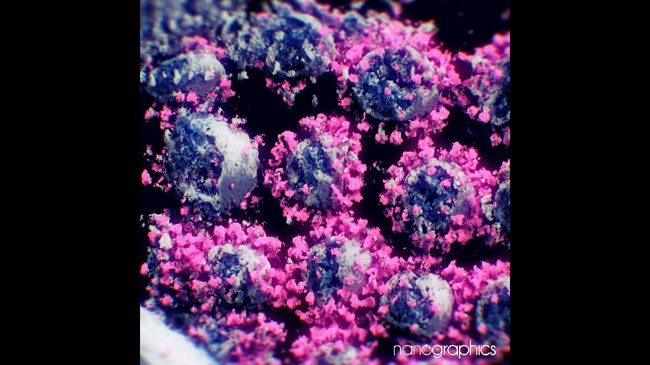 Penelitian soal tujuh varian SARS-CoV-2 asal Amerika Serikat telah dipublikasi namun belum peer reviewed.