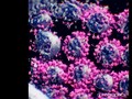 Muncul Mutasi Virus Corona Hibrida, Diduga Fase Baru Covid-19