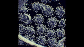 Alasan Virus Corona B117 Lebih Cepat Menular