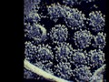 Fakta Mutasi Virus Corona B117 Inggris yang Masuk RI