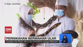 VIDEO: Pengantin Jadikan Ular sebagai Mahar Pernikahan