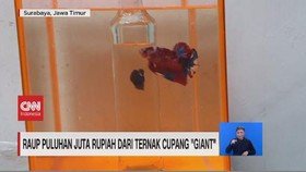 VIDEO: Raup Puluhan Juta Rupiah dari Ternak Cupang 'Giant'