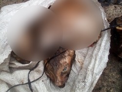 Terima Laporan-Cek TKP, Polisi Mulai Usut Kasus Kucing Dikuliti di Medan