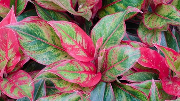 Tanaman Hias Aglaonema Mutasi yang Langka dan Cantik