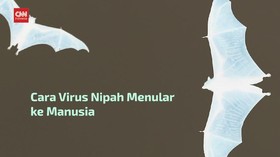 VIDEO: Sumber Penularan Virus Nipah