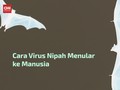 VIDEO: Sumber Penularan Virus Nipah