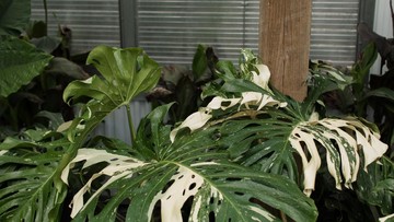 MONSTERA THAI CONSTELATION