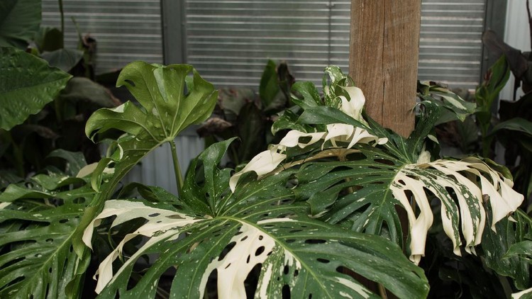 A large white Variegated Monstera Deliciosa 