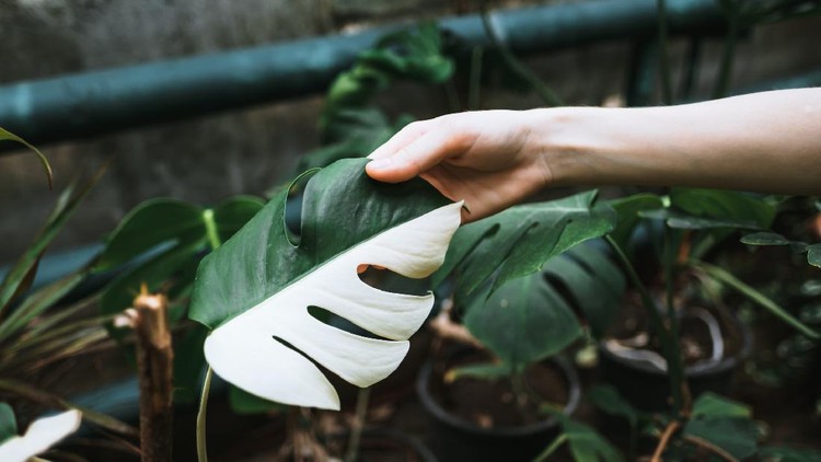 Variegated Monstera deliciosa leaves in woman gardener hand, half white, half green. Exotic house plant, close-up. High quality photo