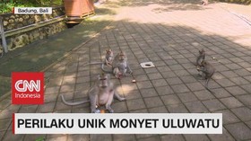 VIDEO: Perilaku Unik Monyet Uluwatu
