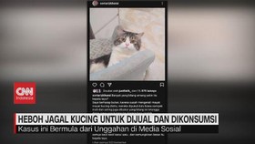 VIDEO: Heboh Jagal Kucing untuk Dijual dan Dikonsumsi