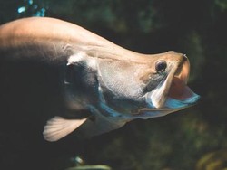 Ikan Belida Masuk Daftar Dilindungi, Endemik atau Bukan?