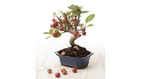 5 Tanaman Hias Bonsai Buah, Estetik dan Bisa Dimakan