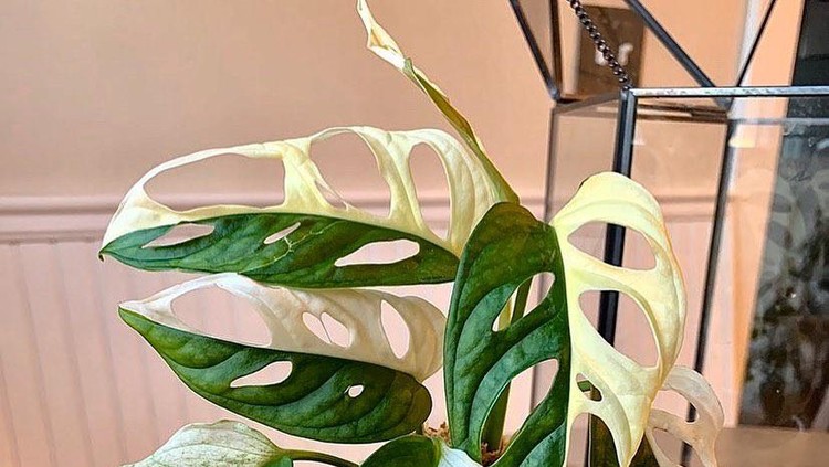 Monstera Adansonii Varigata.