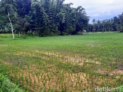 Pengakuan Warga Terdampak Limbah Pabrik Sumpit dan Kertas di Bondowoso