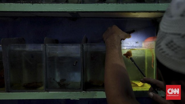 FOTO: Mengintip Salon Kecantikan untuk Ikan Cupang