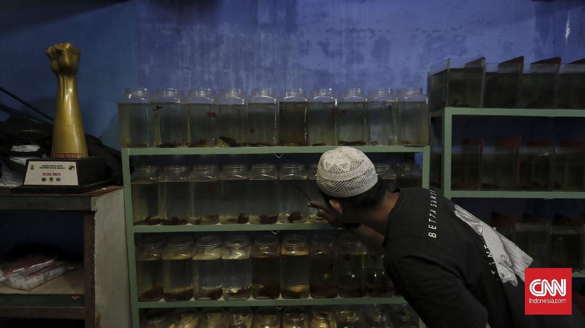 FOTO: Mengintip Salon Kecantikan untuk Ikan Cupang