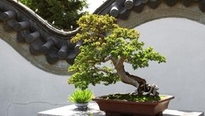 Cara Merawat Pohon Bonsai Pinus