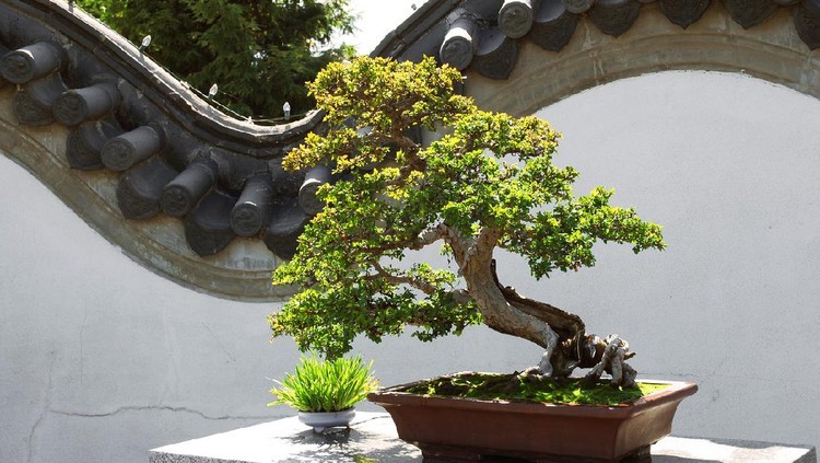 Bentuknya yang unik dan usianya yang sudah berabad-abad menjadi alasan bonsai satu ini dihargai fantastis. Bagaimana cara merawatnya? Berikut ini selengkapnya.