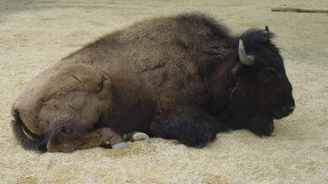Dua ekor bison di Taman Nasional Yellowstone tiba-tiba berlari ke arah pasangan tersebut, padahal sang pria berniat melamar kekasihnya itu.