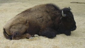 Momen Lamaran di Taman Nasional AS Rusak, Sang Wanita Diseruduk Bison