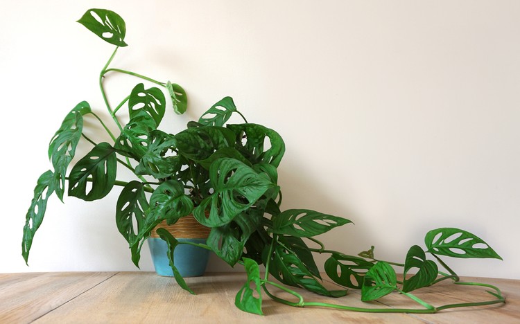 Monstera house potplant. or Cheese Plant. nice green urban jungle for green ECO concept interior at home.