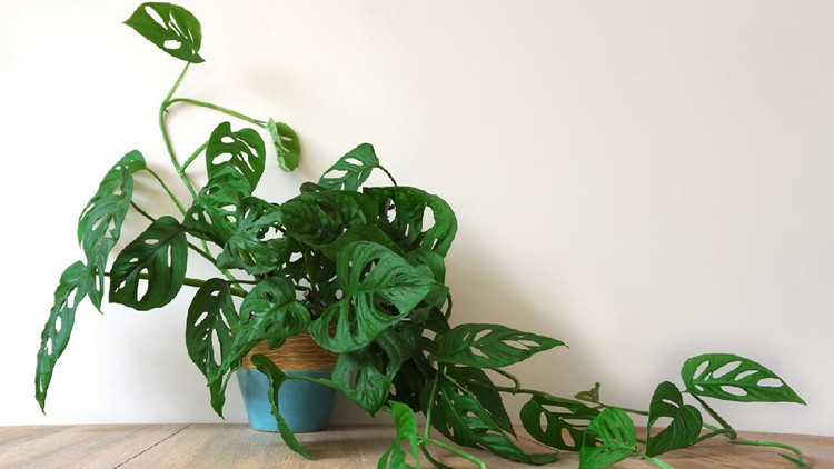 Monstera house potplant. or Cheese Plant. nice green urban jungle for green ECO concept interior at home.
