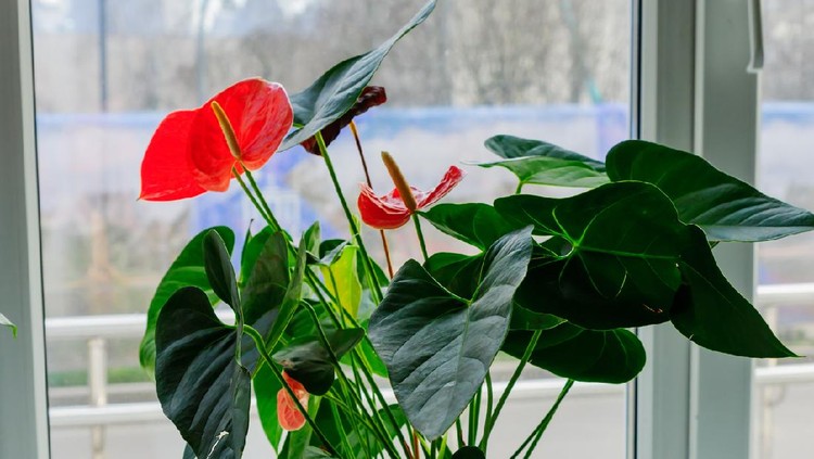 Ilustrasi anthurium