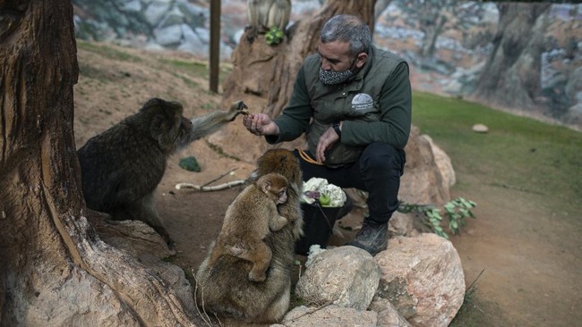 Kebun bintang Attica Zoological Park di Athena, Yunani terancam tutup permanen karena tak sanggup memenuhi biaya operasional akibat pandemi Covid-19