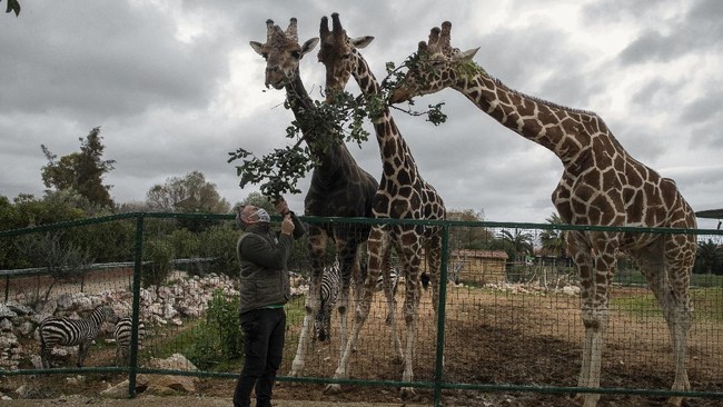 Kebun bintang Attica Zoological Park di Athena, Yunani terancam tutup permanen karena tak sanggup memenuhi biaya operasional akibat pandemi Covid-19