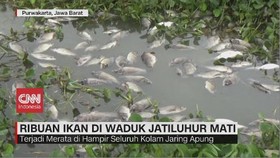 VIDEO: Ribuan Ikan Di Waduk Jatiluhur Mati