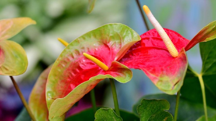 7 Jenis Tanaman Hias Anthurium Bunga Warna  Cantik Merah 