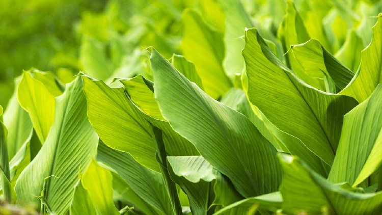 Turmeric Farm,Turmeric is a flowering plant, Curcuma longa of the ginger family, Pokhara Nepal
