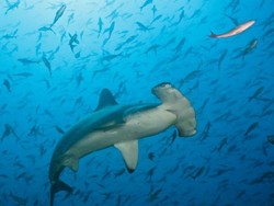 Peneliti IPB : Populasi Ikan Hiu Martil di Indonesia Masih Terjaga