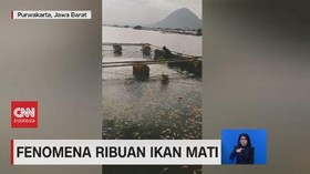 VIDEO: Fenomena Ribuan Ikan Mati