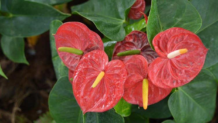 7 Jenis  Tanaman Hias Anthurium  Bunga Warna Cantik Merah 