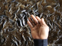 Bisnis Budidaya Ikan Makin Mudah Akses Pakan hingga Modal, Begini Caranya