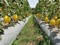 Berbasis OVOV, 1.000 Kampung Hortikultura Fokus Ekonomi Skala Luas