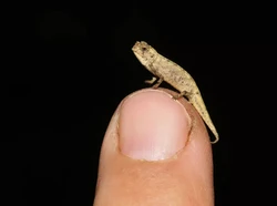9 Reptil Terkecil di Dunia, Ada yang Berukuran Hanya 2,2 Sentimeter