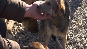 VIDEO: Penyelamatan Ratusan Anjing Liar Ditengah Musim Dingin