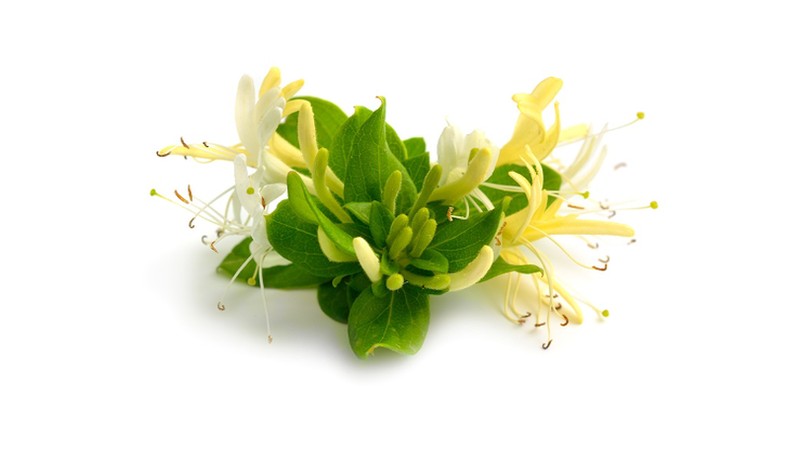 Flos lonicerae japonicae (FLJ) atau Lonicera mungkin terdengar asing di telinga.