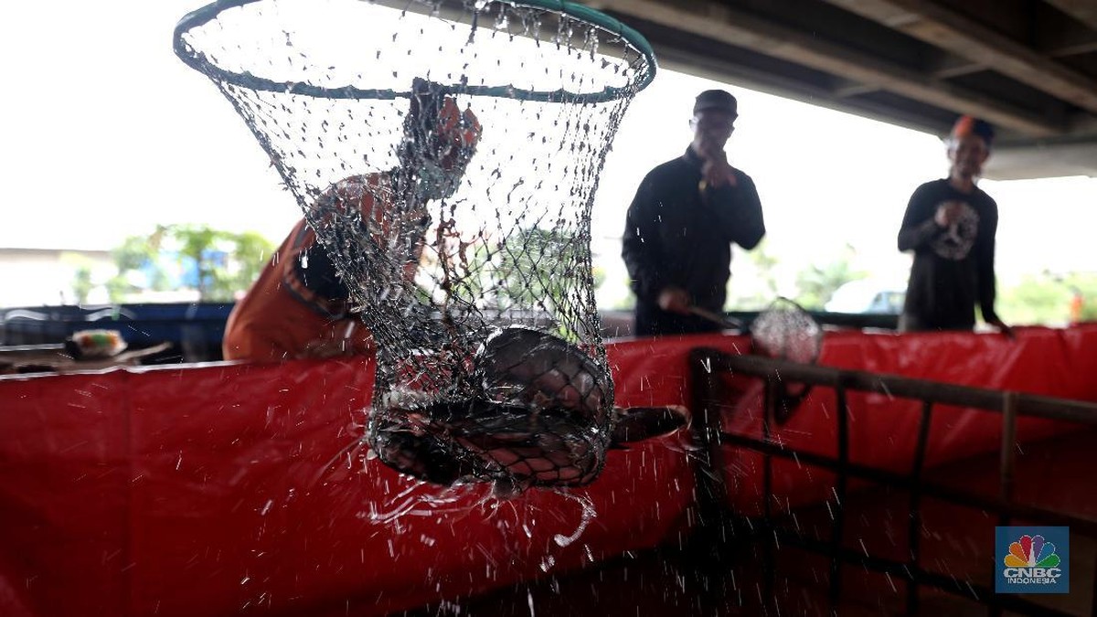 3 Ikan Paling Buruk untuk Dimakan, Ada yang Digemari Warga RI