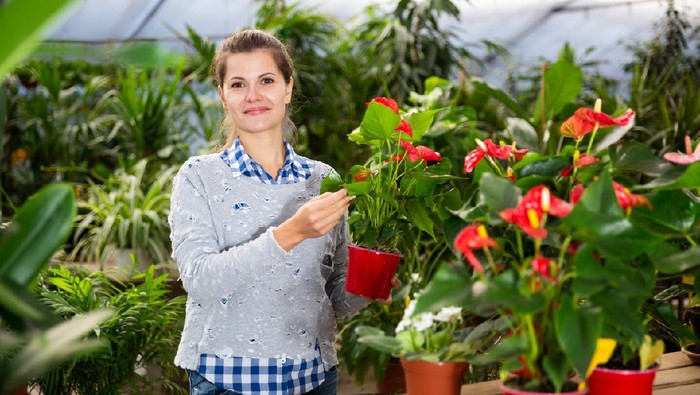 Ilustrasi anthurium